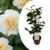 Camellia japonica’Brushfield’s Yellow’- Roos – Pot 15cm – Hoogte 50-60cm