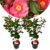 Camellia japonica’Dr. King’- Set van 2 – Roos – Pot 15cm – Hoogte 50-60cm