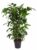 Caryota mitis – Groene kamerplant – Pot 27cm – Hoogte 120-130cm