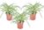 Chlorophytum comosum’Atlantic’- Set van 3 – Pot 12cm – Hoogte 25-40cm