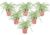 Chlorophytum comosum’Atlantic’- Set van 6 – Pot 12cm – Hoogte 25-40cm