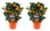 Citrus Calamondin op rek – Set van 2 – Mandarijn – Pot 14cm – Hoogte 25-40cm