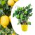 Citrus Limon – Citroenboom – Pot 14cm – Hoogte 40-45cm