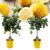 Citrus Limon – Citroenboom – Set van 2 – Pot 19cm – Hoogte 60-70cm