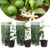 Citrus aurantifolia Limoen – Citroenboom – Set van 3 – Pot 9cm – Hoogte 25-40cm