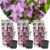 Clematis – Set van 3 – Tuinplant – Roze – Klimplant – Pot 9cm – Hoogte 25-40cm