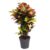 Codiaeum variegatum’Mrs. Iceton’- Pot 27cm – Hoogte 110-120cm