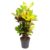 Codiaeum variegatum’Mrs. Iceton’- Uniek – Pot 19cm – Hoogte 60-70cm
