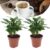 Coffea Arabica – Koffieplant – Set van 2 – Pot 12cm – Hoogte 25-40cm
