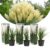 Cortaderia selloana – Set van 3 – Siergras – Wit – Pot 9cm – Hoogte 25-40cm