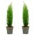 Cupressus sempervirens – Set van 2 – Cipres – Pot 19cm – Hoogte 70-80cm
