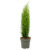 Cupressus sempervirens – Toscaanse Cipres – Pot 19cm – Hoogte 70-80cm