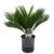 Cycas Revoluta – Varenpalm – Pot 15cm – Hoogte 45-60cm