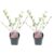 Deutzia x hybrida’Strawberry Fields’- Set van 2 – Pot 17cm – Hoogte 25-40cm