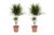 Dracaena Marginata – Set van 2 – Drakenbloedboom – Pot 17cm – Hoogte 70-80cm