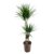 Dracaena Marginata – XL Drakenboom – Top 24cm – Hoogte 110-130cm