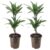 Dracaena deremensis’Warneckei’- Set van 2 – Potmaat 17 cm – Hoogte 60-70 cm