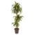 Dracaena fragrans -‘Hawaiian Sunshine’- Pot 24cm – Hoogte 130-140cm