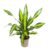 Dracaena fragrans’Charley’- Drakenbloedboom – Pot 24cm – Hoogte 100-110cm