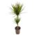 Dracaena marginata Bicolor – Drakenbloedboom – Pot 17cm – Hoogte 70-80cm