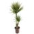 Dracaena marginata Bicolor – Drakenbloedboom – Pot 24cm – Hoogte 110-130cm