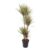 Dracaena marginata Bicolor – Drakenboom – Pot 27cm – Hoogte 140-150cm