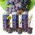 Druivenplanten – Set van 3 – Vitis Vinifera – Blauw – Pot 9cm – Hoogte 25-40cm