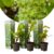 Druivenplanten – Set van 3 – Vitis Vinifera – Wit – Pot 9cm – Hoogte 25-40cm