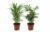 Dypsis, Chamaedorea – Set van 2 – Mini palm mix – Pot 12cm – Hoogte 25-40cm