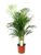 Dypsis Lutescens – Areca – Goudpalm – Kamerplant – Pot 21cm – Hoogte 100-120cm