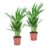 Dypsis Lutescens – Set van 2 – Areca – Goudpalm – Pot 12cm – Hoogte 30-45cm