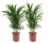 Dypsis Lutescens – Set van 2 – Areca – Goudpalm – Pot 17cm – Hoogte 60-70cm