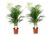 Dypsis Lutescens – Set van 2 – Areca – Goudpalm – Pot 21cm – Hoogte 100-120cm