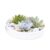Echeveria Garden Mix White – vetplanten op decoratieve schaal – Wit – 20 cm