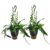Epiphyllum Anguliger – Set van 2 – Zaagcactus – Pot 15cm – Hoogte 30-40cm