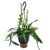 Epiphyllum Anguliger – Zaagcactus – Succulent – Pot 15cm – Hoogte 30-40cm