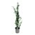 Eucalyptus Silver Dollar – Winterharde Eucalyptus – Pot 19cm – Hoogte 100-110cm