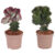 Euphorbia Lactea Cristata / Frankii – Mix van 2 – Pot 12cm – Hoogte 25-30cm