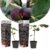 Ficus Carica – Set van 2 – Winterharde Vijgenboom – Pot 9cm – Hoogte 25-40cm
