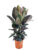 Ficus Elastica Abidjan -‘Rubberboom’- Pot 24cm – Hoogte 75-100cm