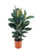 Ficus Elastica Robusta – Rubberboom – Pot 24cm – Hoogte 75-100cm