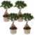 Ficus Ginseng – Japanse Bonsai – Set van 4 – Pot 12cm – Hoogte 30-40cm