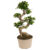 Ficus Ginseng S-Shape – Japanse Bonsai – Pot 20cm – Hoogte 55-65cm