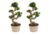 Ficus Ginseng S-Shape – Set van 2 – Japanse Bonsai – Pot 20cm – Hoogte 55-65cm