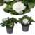 Gardenia Jasminoides – Set van 2 – Pot 13cm – Hoogte 20-30cm
