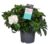 Gardenia Jasminoides – Witte bloemen – Pot 13cm – Hoogte 20-30cm