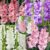 Gladiolus – Mix van 60 – Gladiolus bloembollen