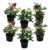 Helleborus Orientalis – Mix van 6 – Tuinplanten – Pot 12cm – Hoogte 20-30cm