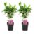 Hibiscus Syriacus -‘Woodbridge’- Set van 2 – Pot 17cm – Hoogte 25-40cm