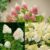 Hortensia Paniculata – Mix van 3 – Tuinplanten – Pot 9cm – Hoogte 25-35cm